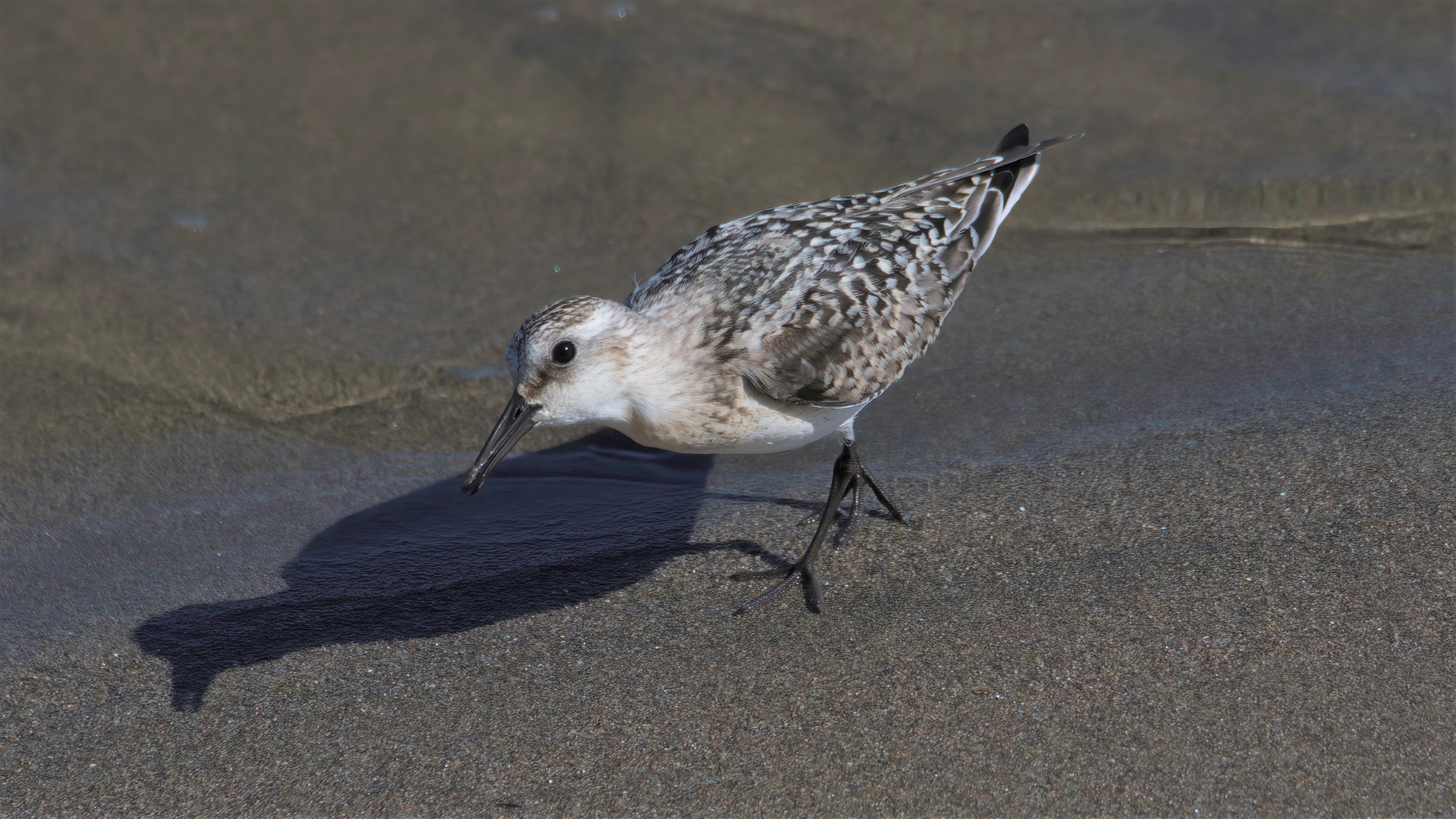 Sanderling — Ana fotoğraf